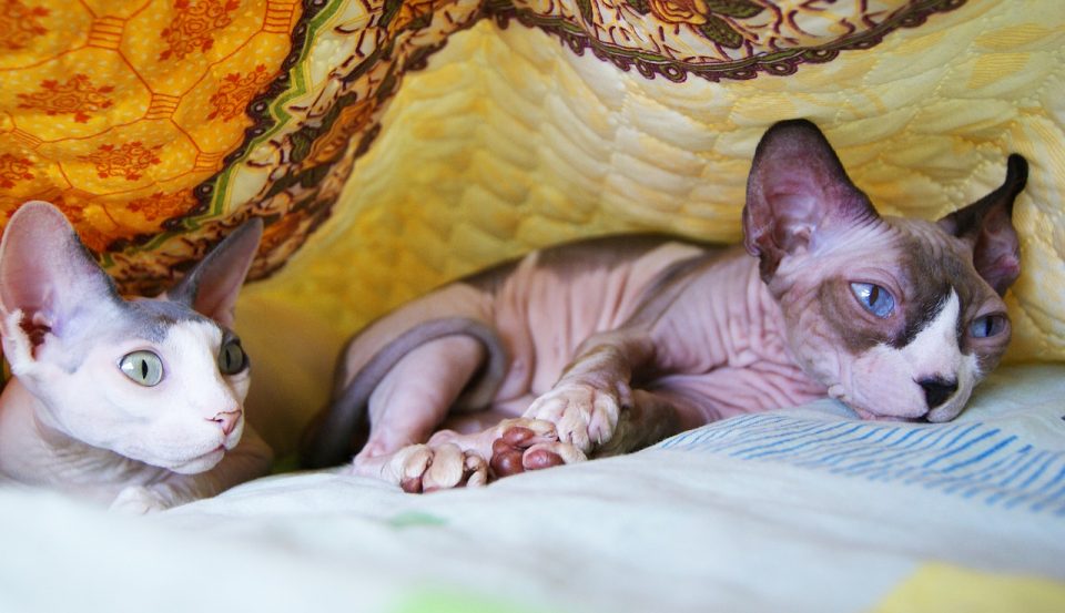 sphynx